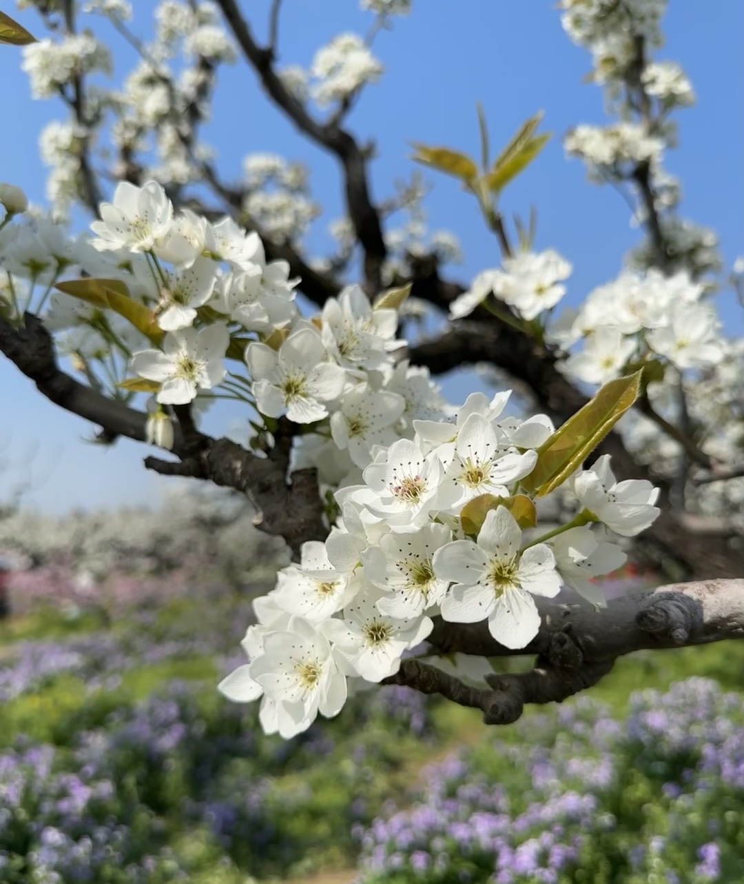 #春天总要来趟安徽吧  春游江淮 | 砀山花海“大爆发”！ 这个时节来砀山赏花，看的就是梨花。每年的