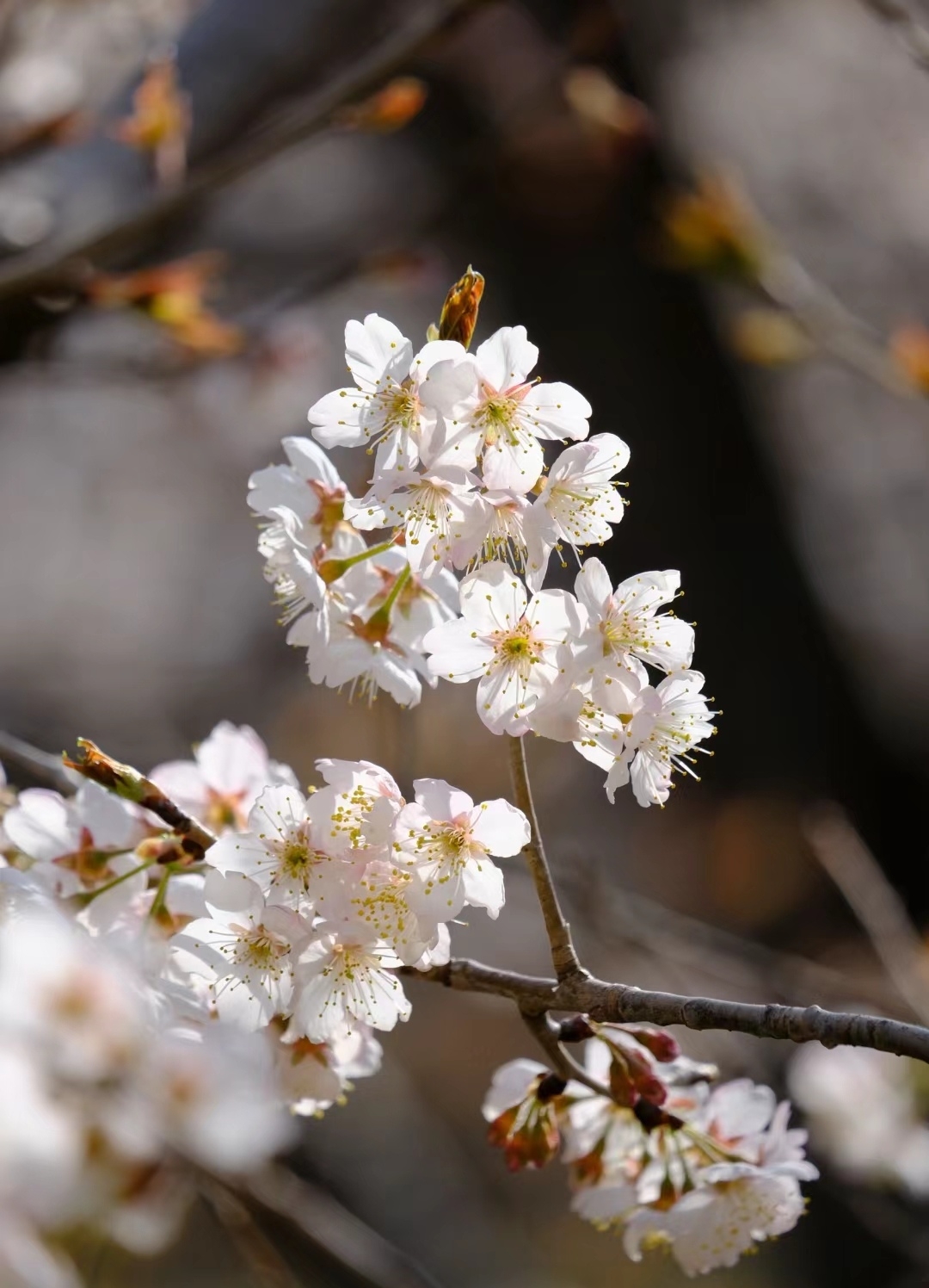 青岛的桃花季是一年中最美的季节之一，吸引了无数游客前来欣赏。以下是为您精心准备的青岛桃花季攻略：  