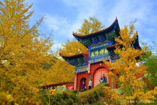 禅林寺古银杏风景园