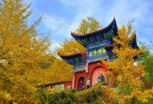 禅林寺古银杏风景园景点图片