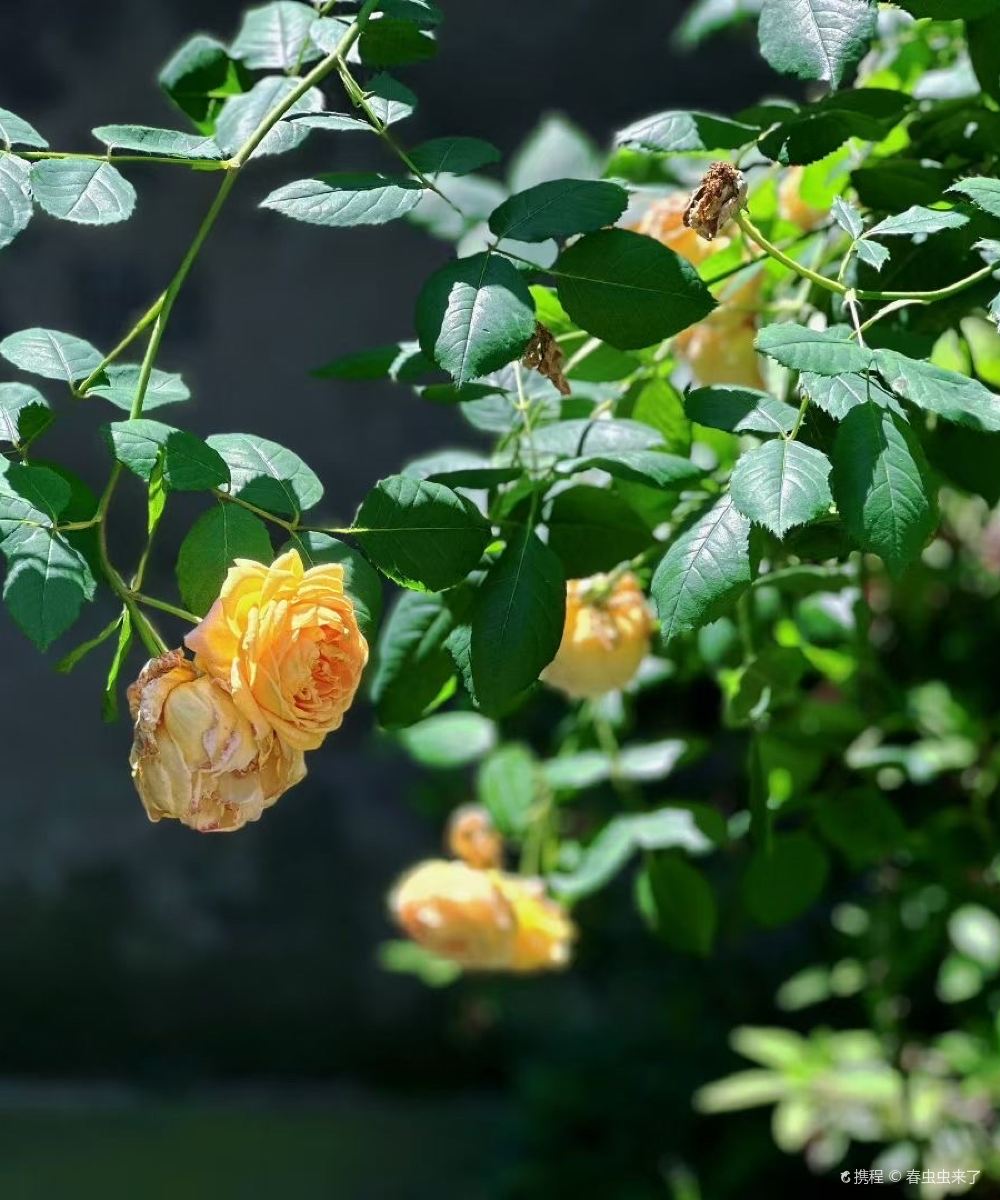 周庄漫行居花园美墅图片