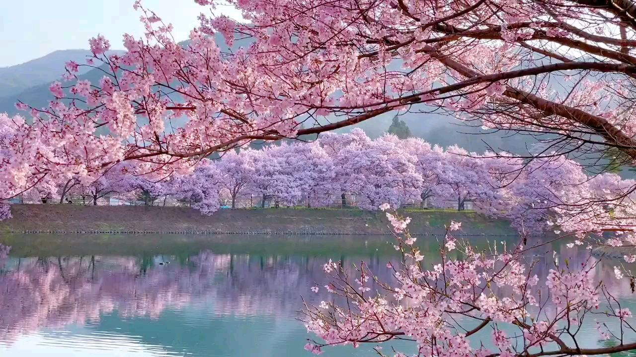 预热樱花季：六道堤