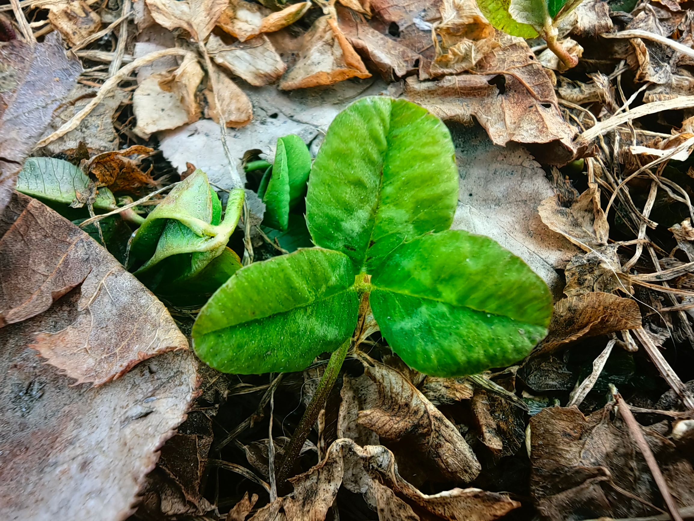 春意盎然