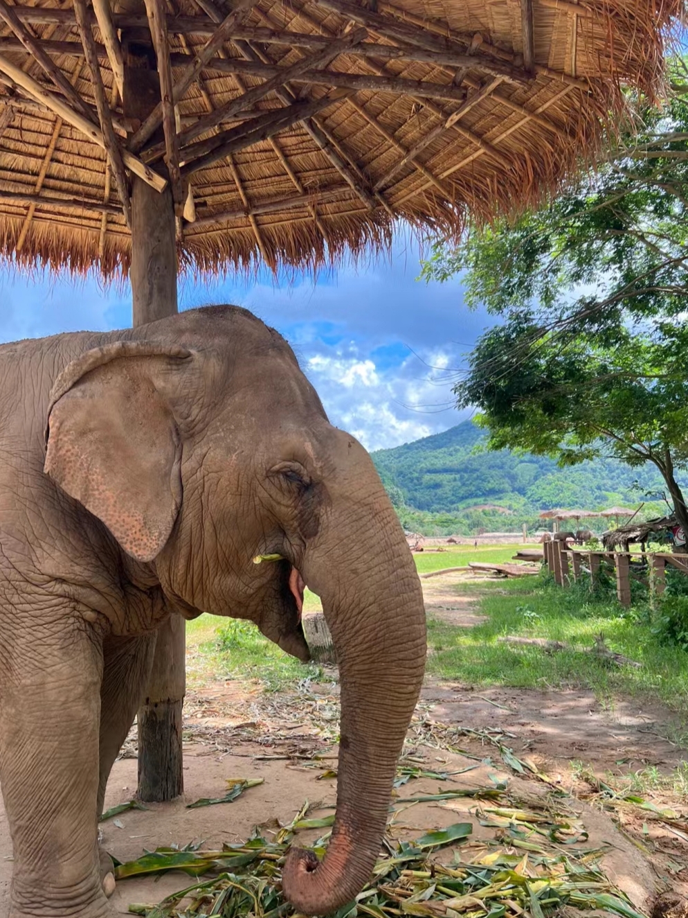 泰国大象自然保护公园