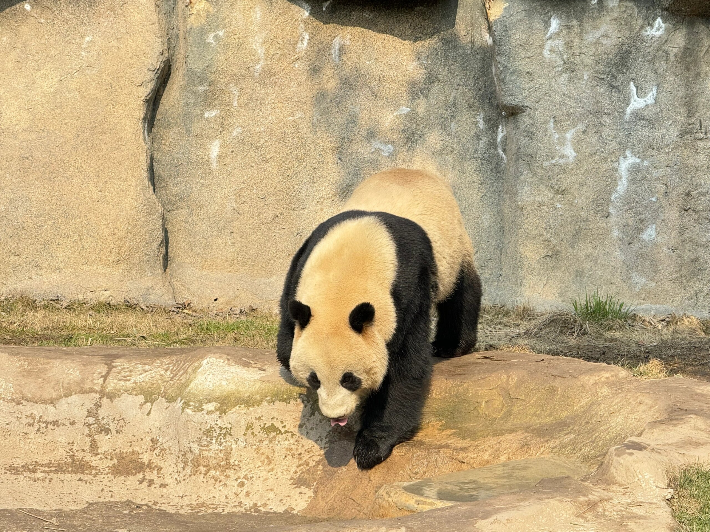 上海‖野生动物园‖最佳亲子游玩乐园