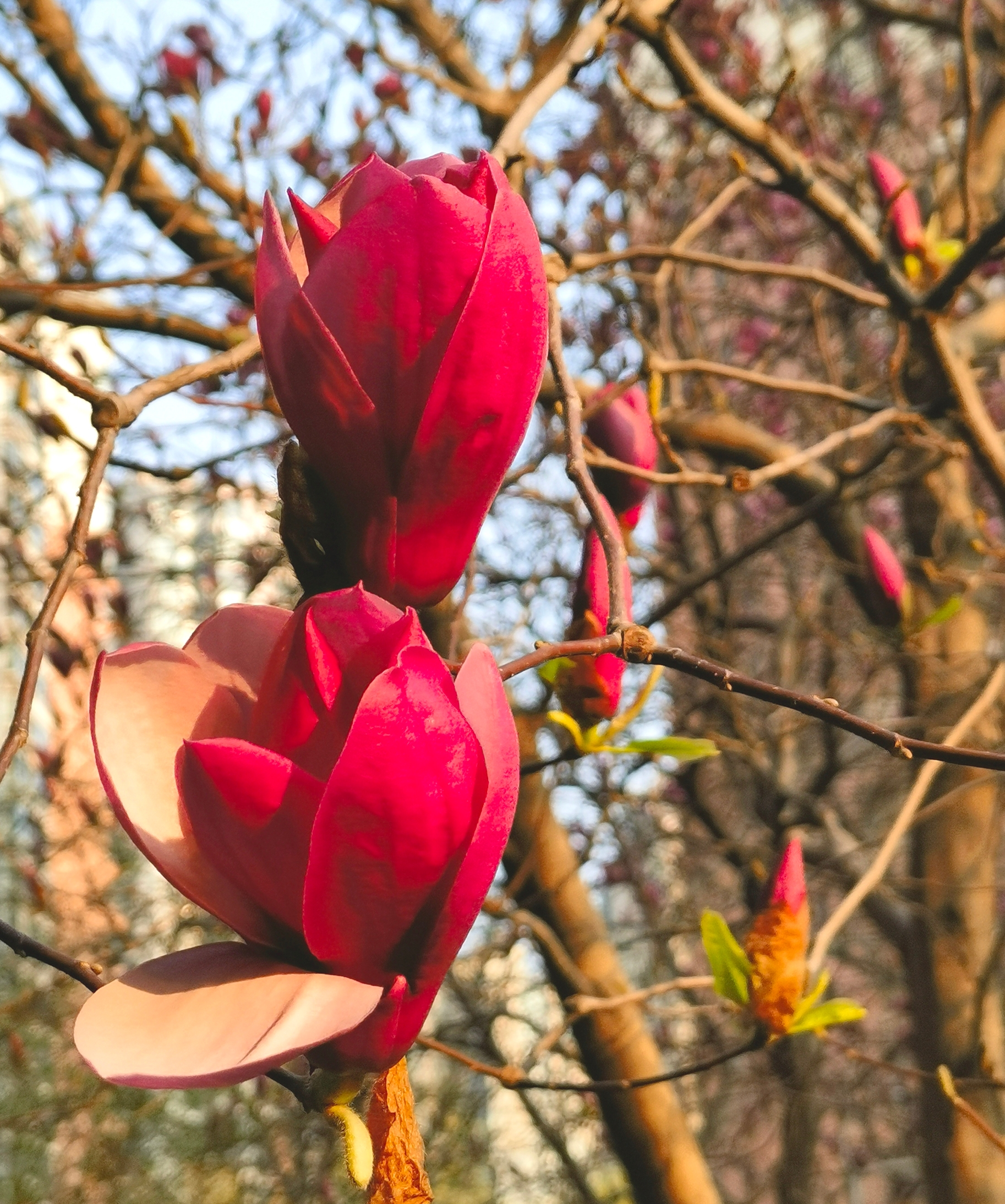 北京的春风是粗暴的，但花草树木却不辜负春的召唤。