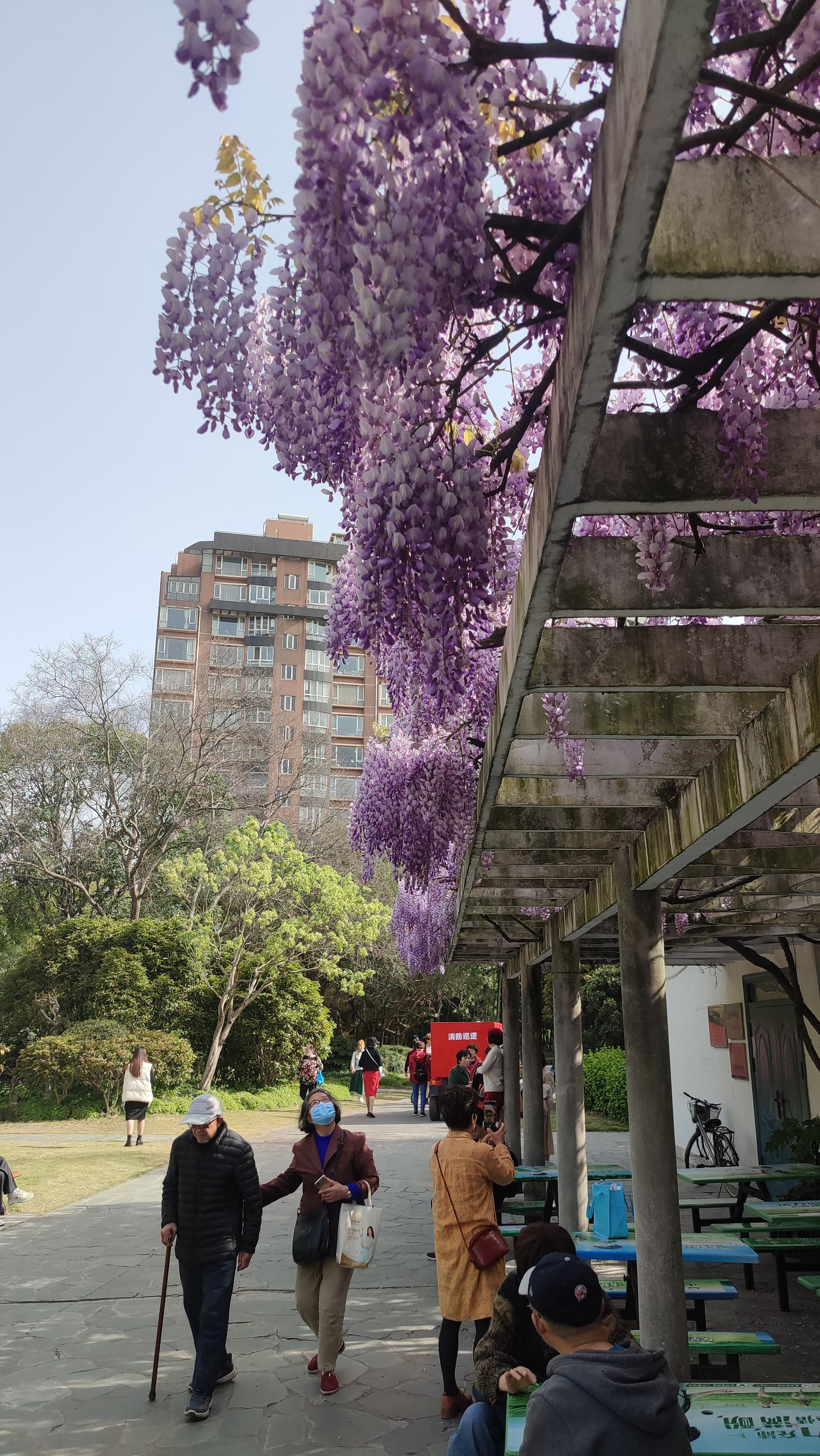 上海植物园，2023年花展，杜鹃花，49