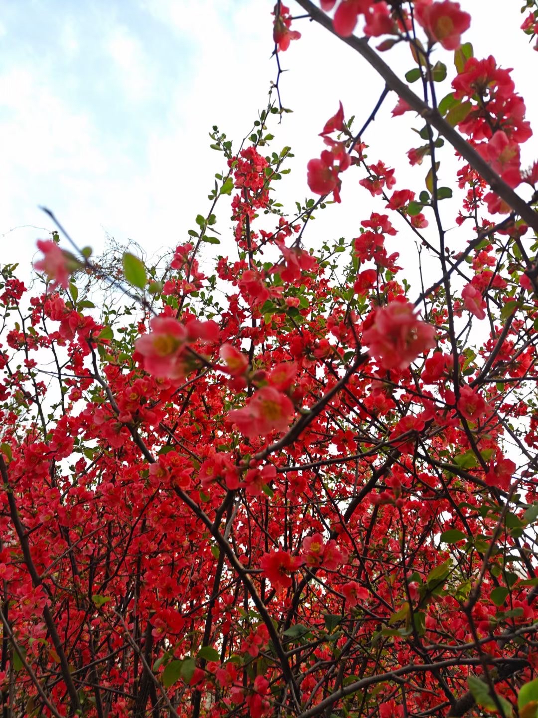 红的花绿的叶，给春天增添了色彩