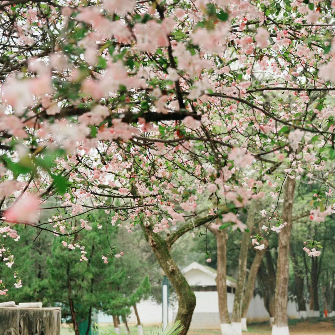 这棵垂丝海棠太美了就在安庆美到我的心巴上了