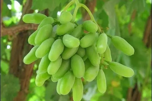 马奶子葡萄又名马乳葡萄，因其状如马奶子头而得名。主产于新疆吐鲁番盆地和南疆的墨玉、皮值山县。