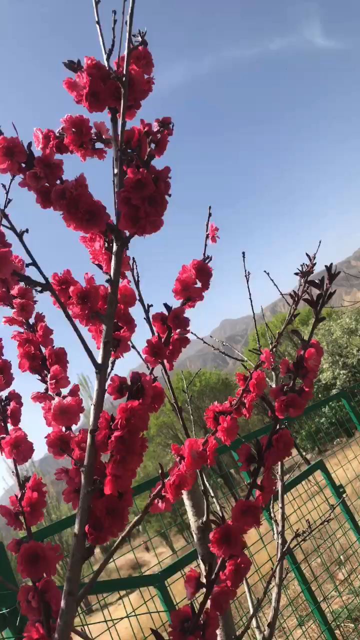 春暖花开，来日可期，风吹来已经是夏天的味道了