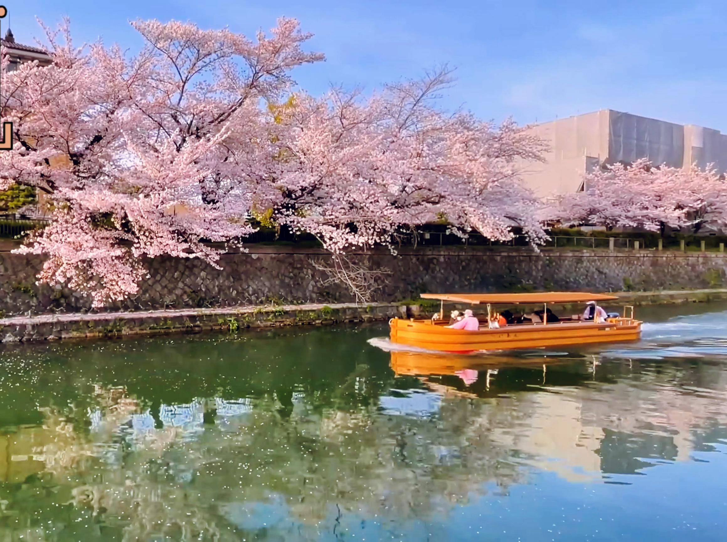京都冈崎运河：樱花盛宴上的摇曳船影 🌸🚤✨