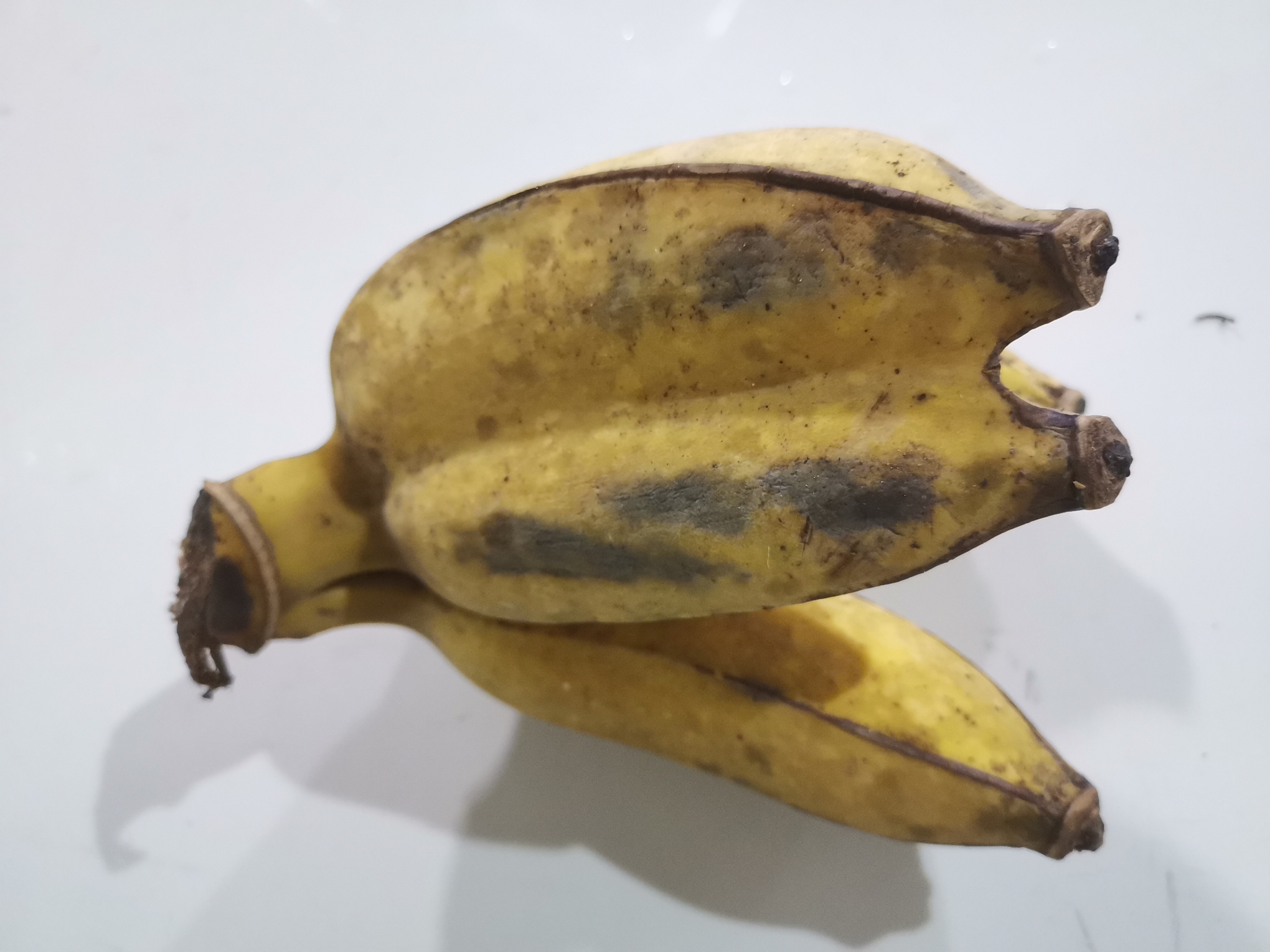 连体香蕉