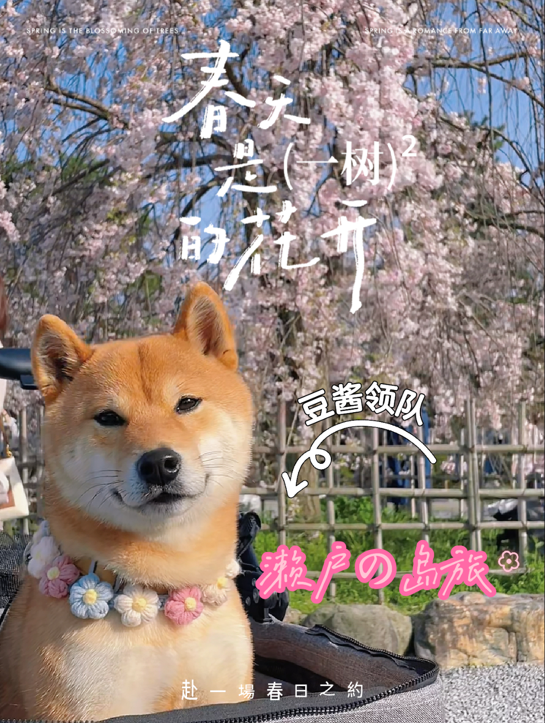 春天的第一场旅行，濑户内海赏樱之旅（攻略）