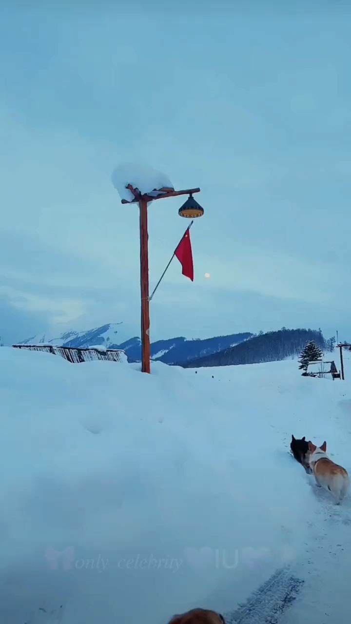 冬天狗子玩雪行为大赏