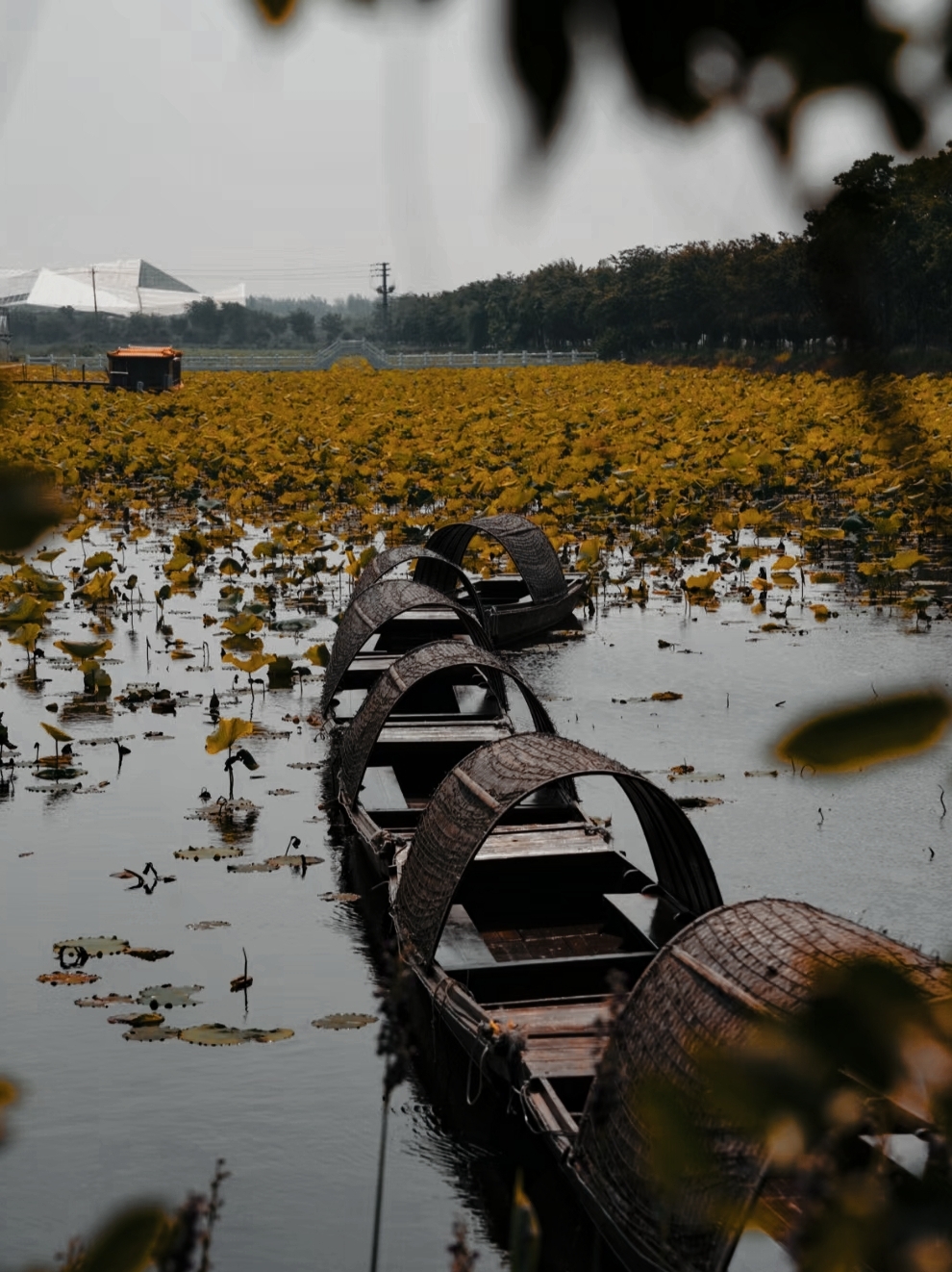 杨五龙虾(兰亭熙园店)餐厅图片