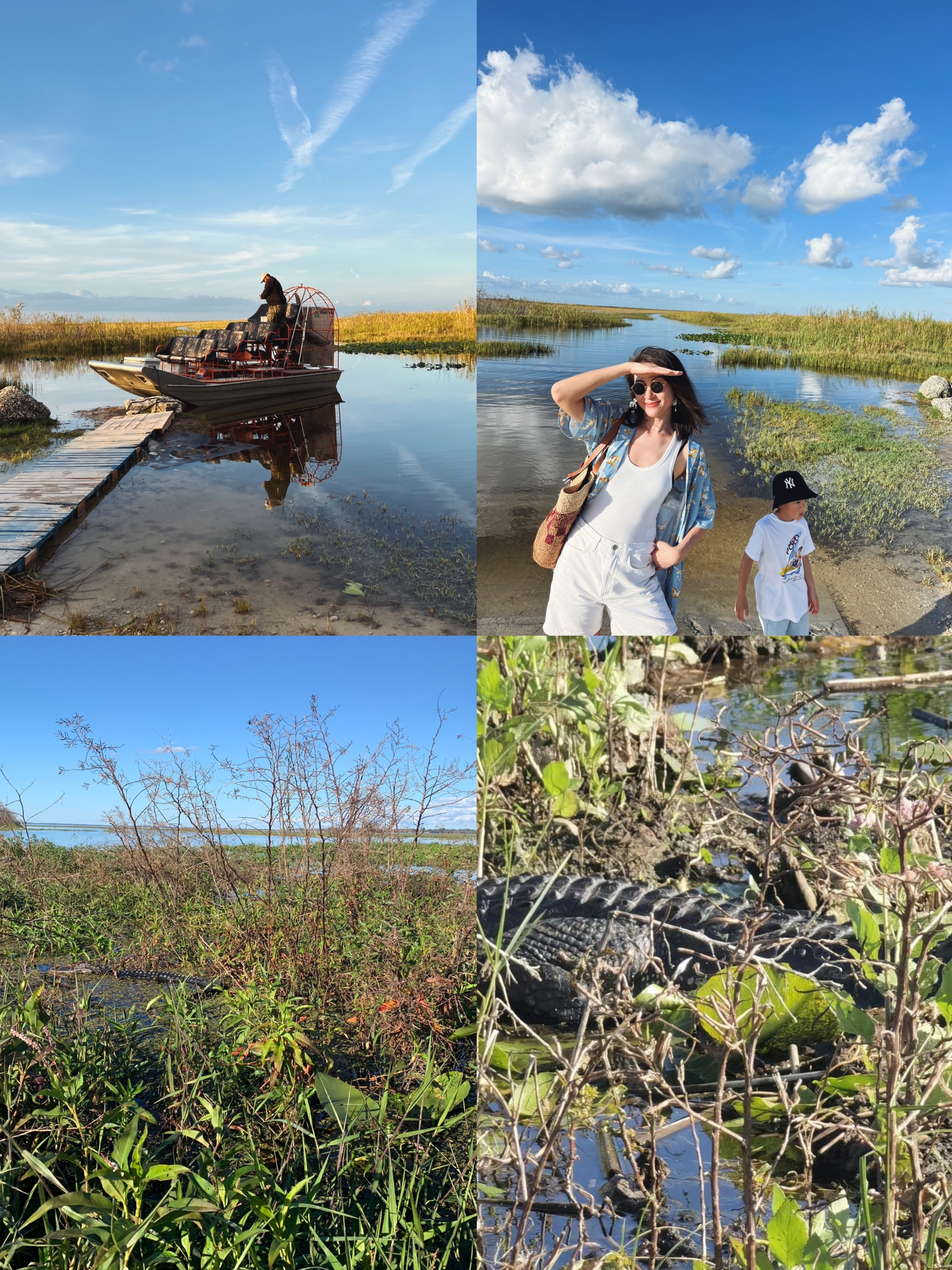 🌟鳄鱼遨游，气垫船疾驰，迈阿密大沼泽地国家公园探险🐊