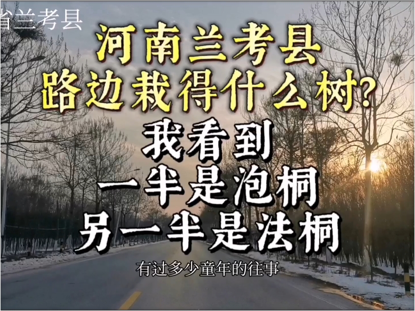 河南兰考县的路边栽种什么树？我看到一半是泡桐，另一半是法桐！