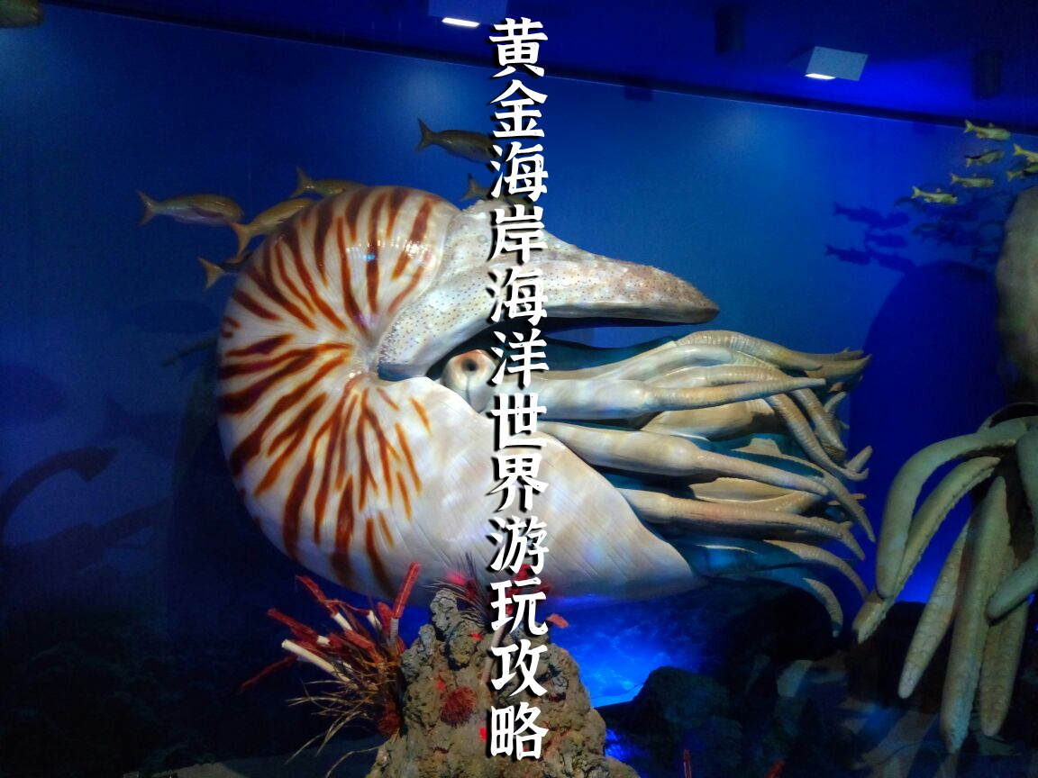 黄金海岸海洋世界游玩攻略