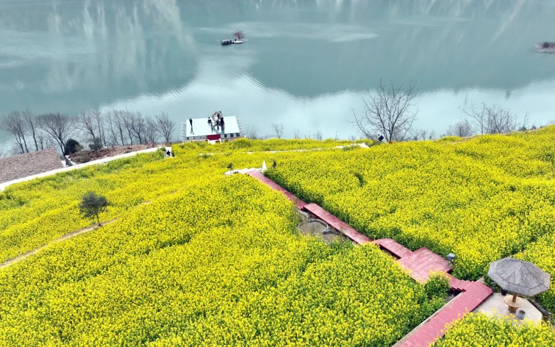 油菜花，春天里的浪漫