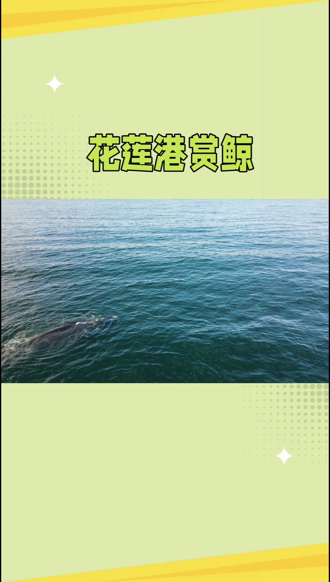 花莲港鲸豚共舞：东海岸的神秘之旅