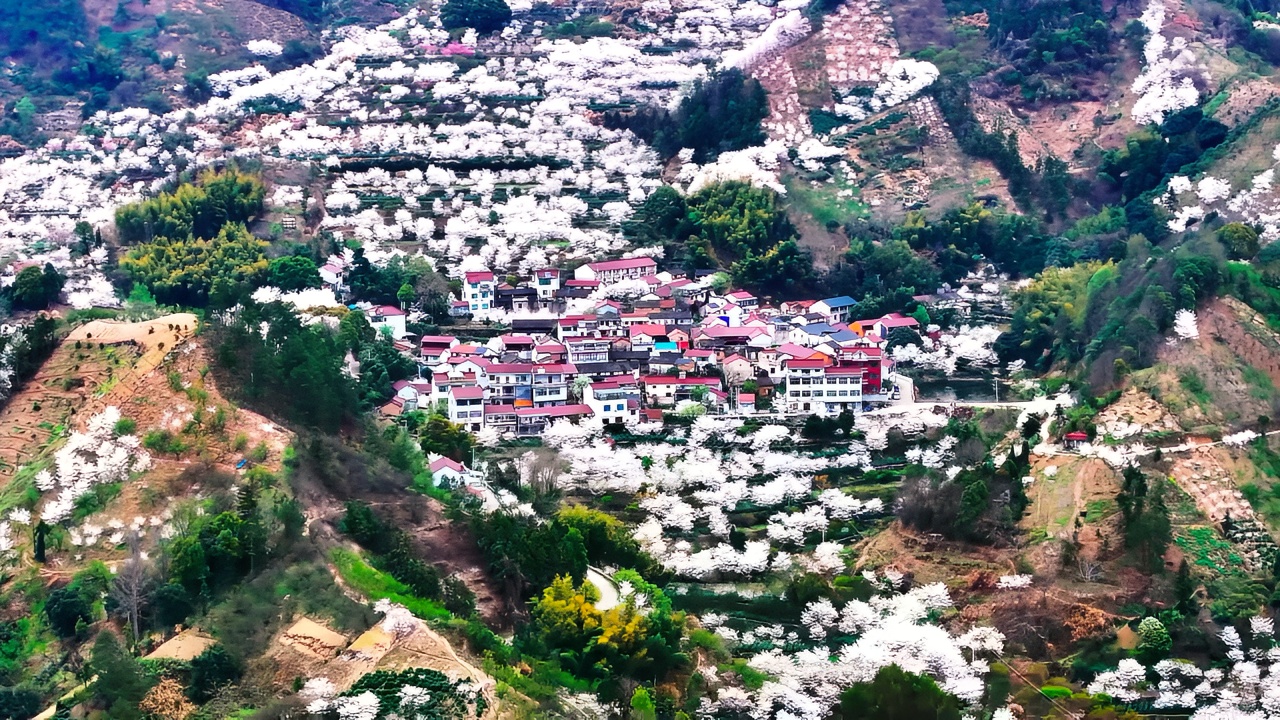 清潭坑村樱花林