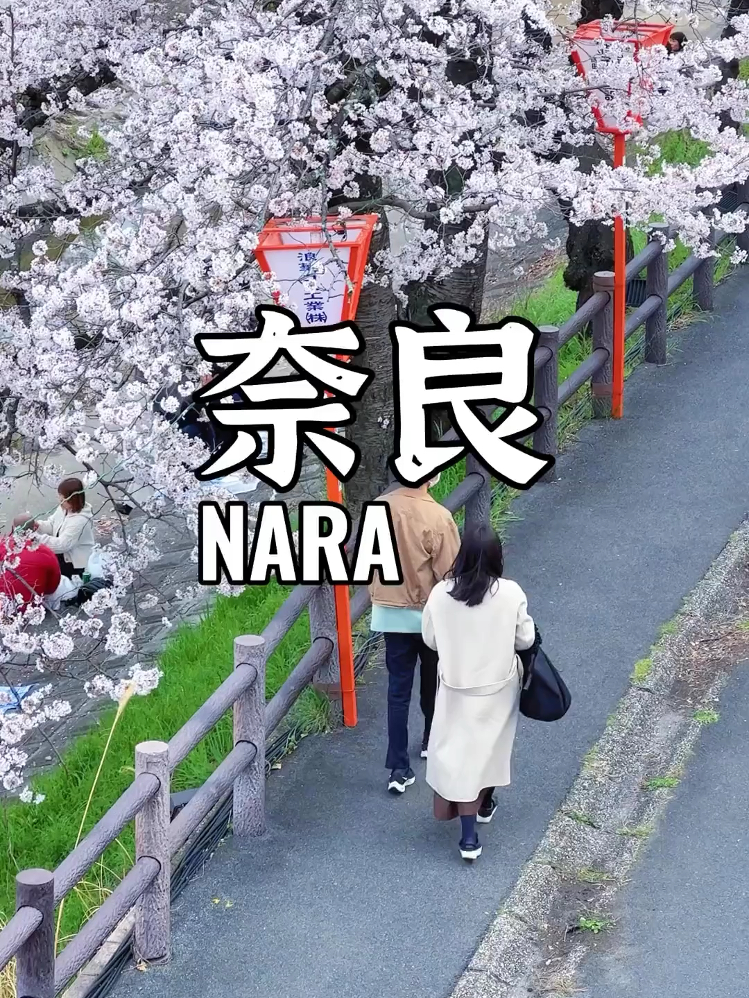 日本奈良的绝美樱花！