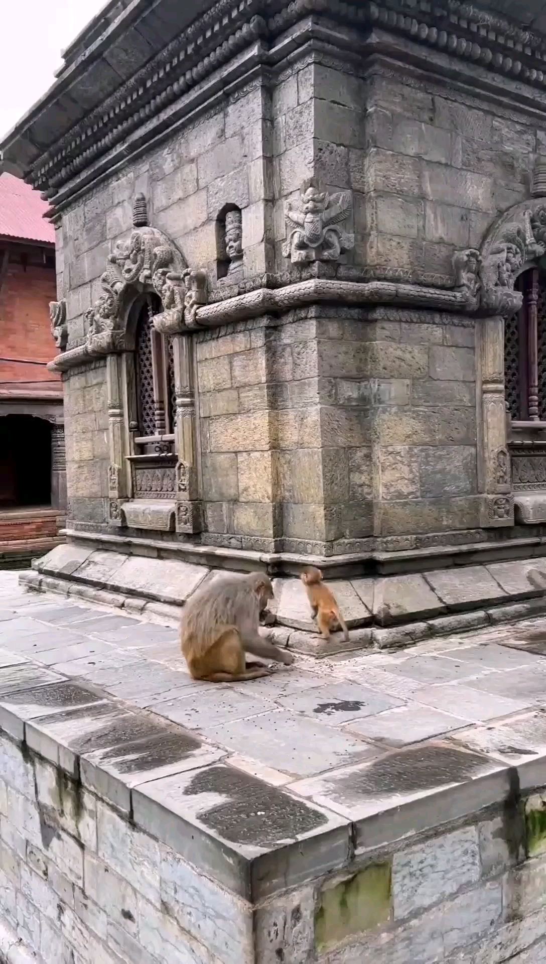 尼泊尔野生猴子