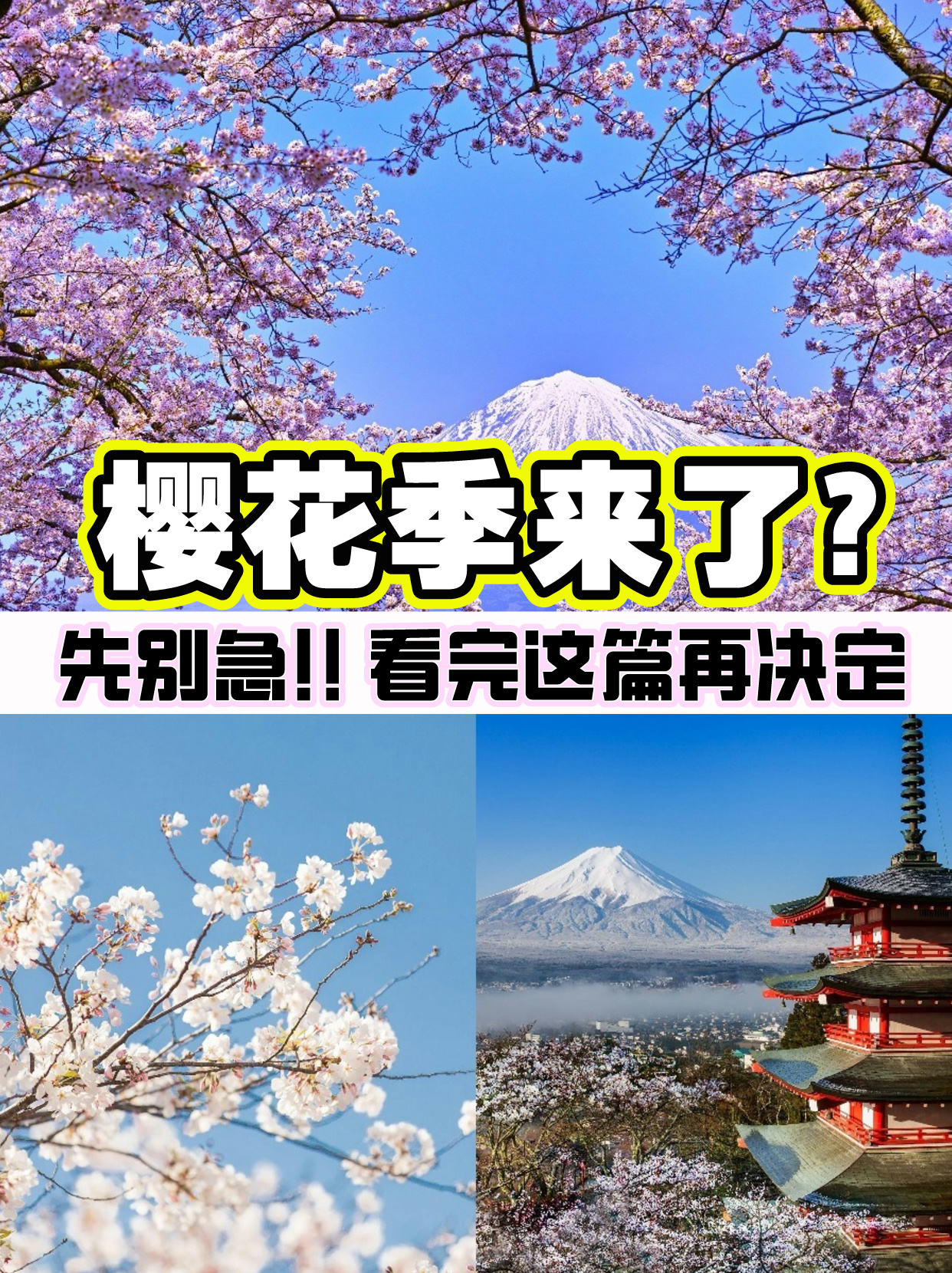 🌸去日本看樱花❓先别急❗看完这篇再决定