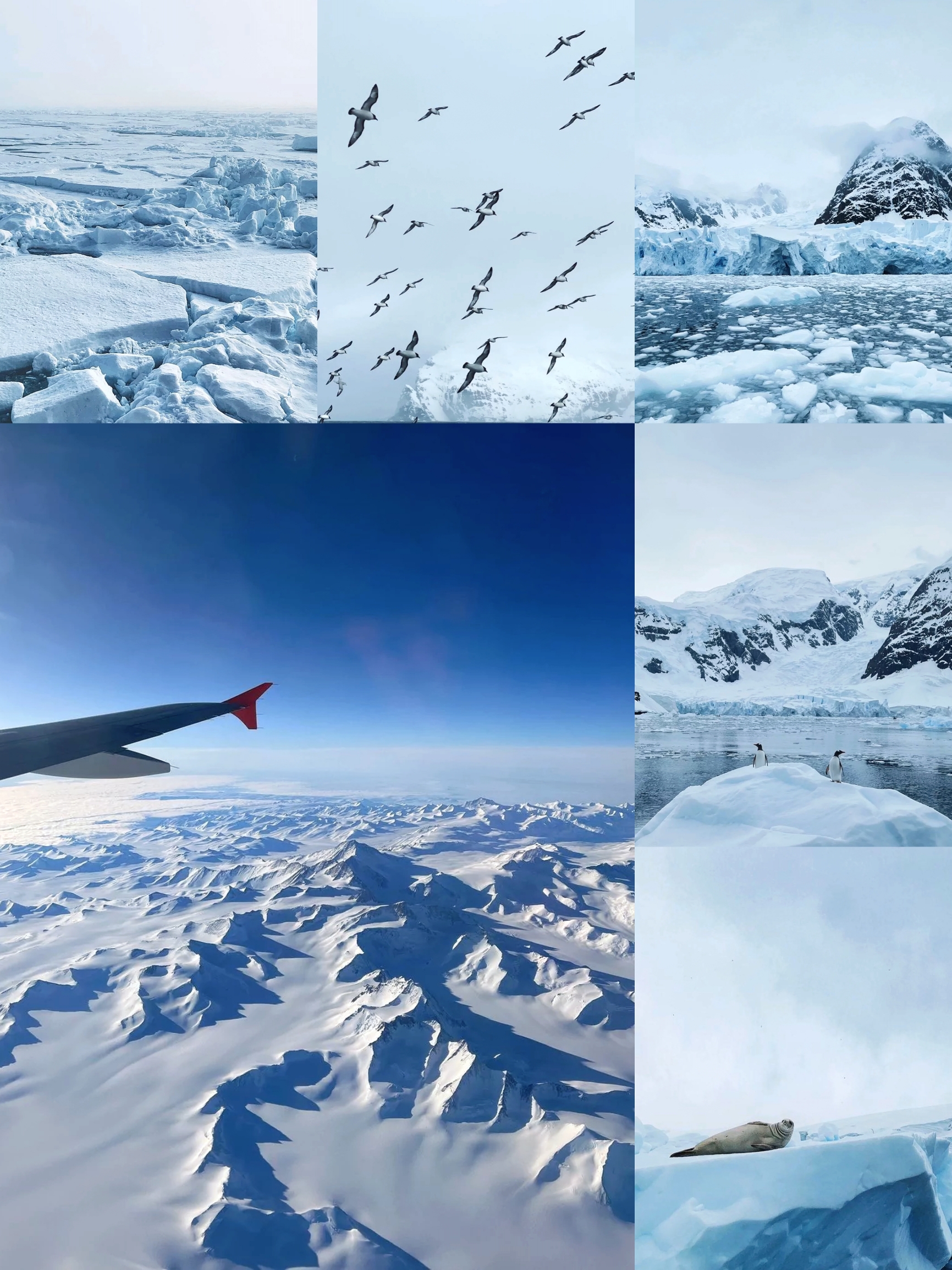探索南极圈：领略极致自然之美与生态奥秘