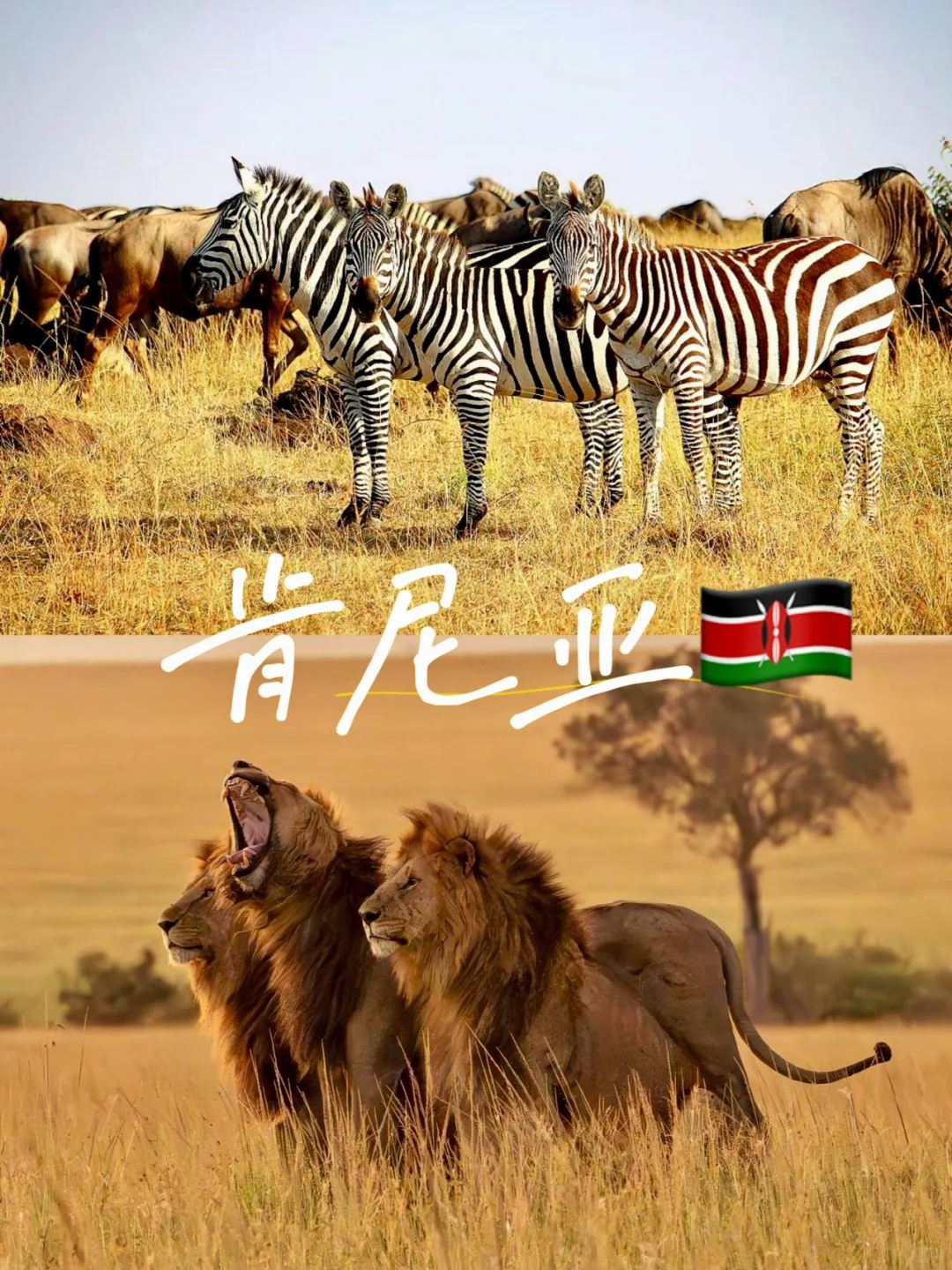 免签✅看动物大迁徙✅肯尼亚值得去！！