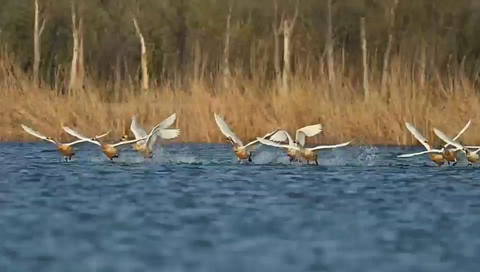 十只天鹅昨天下午歇脚安国湿地，傍晚时分一路向北 继续迁徙新旅程#原创视频 #拍鸟 #天鹅