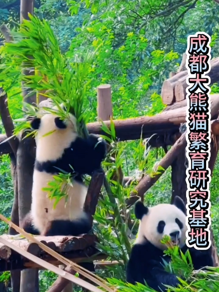 成都大熊猫繁育研究基地：魅力之旅，与可爱熊猫亲密接触！🐼