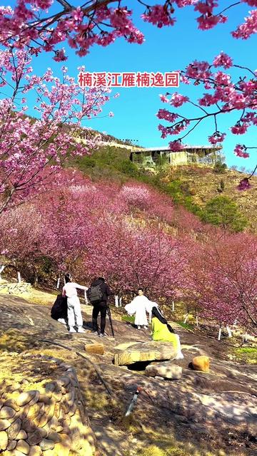 温州最大的樱花园，楠溪江雁楠逸园樱花开了