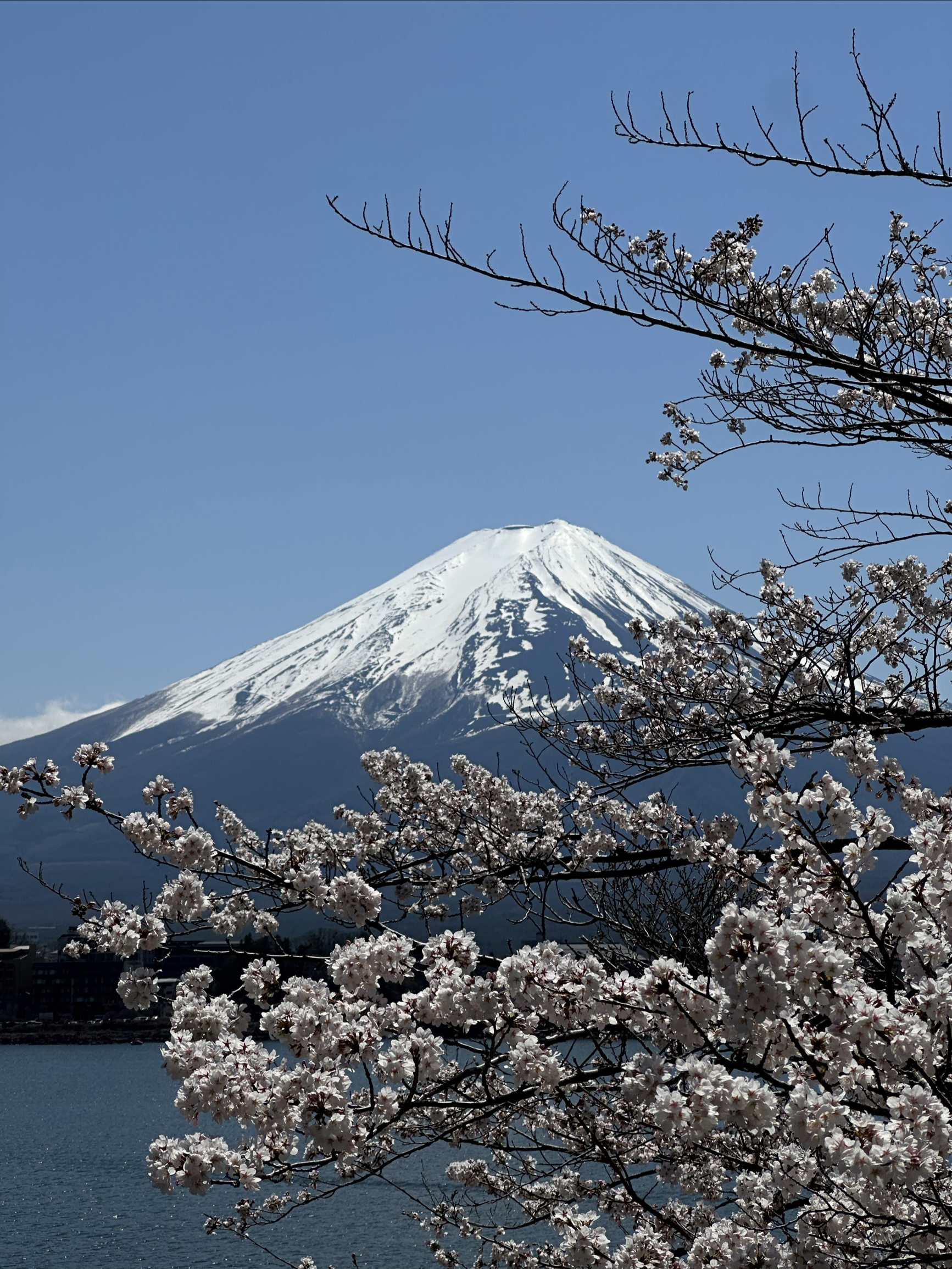 速看！富士山的樱花才刚开 | 富士山赏樱攻略