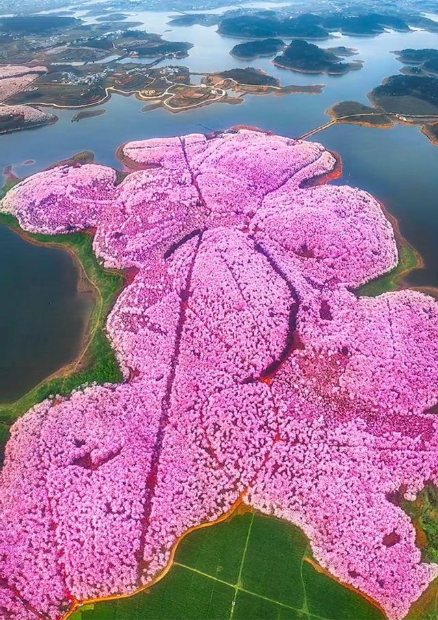 看樱花，就这里