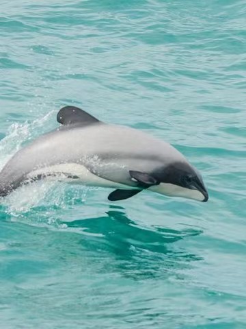 基督城阿卡罗阿湾巡游观稀有海豚1日游