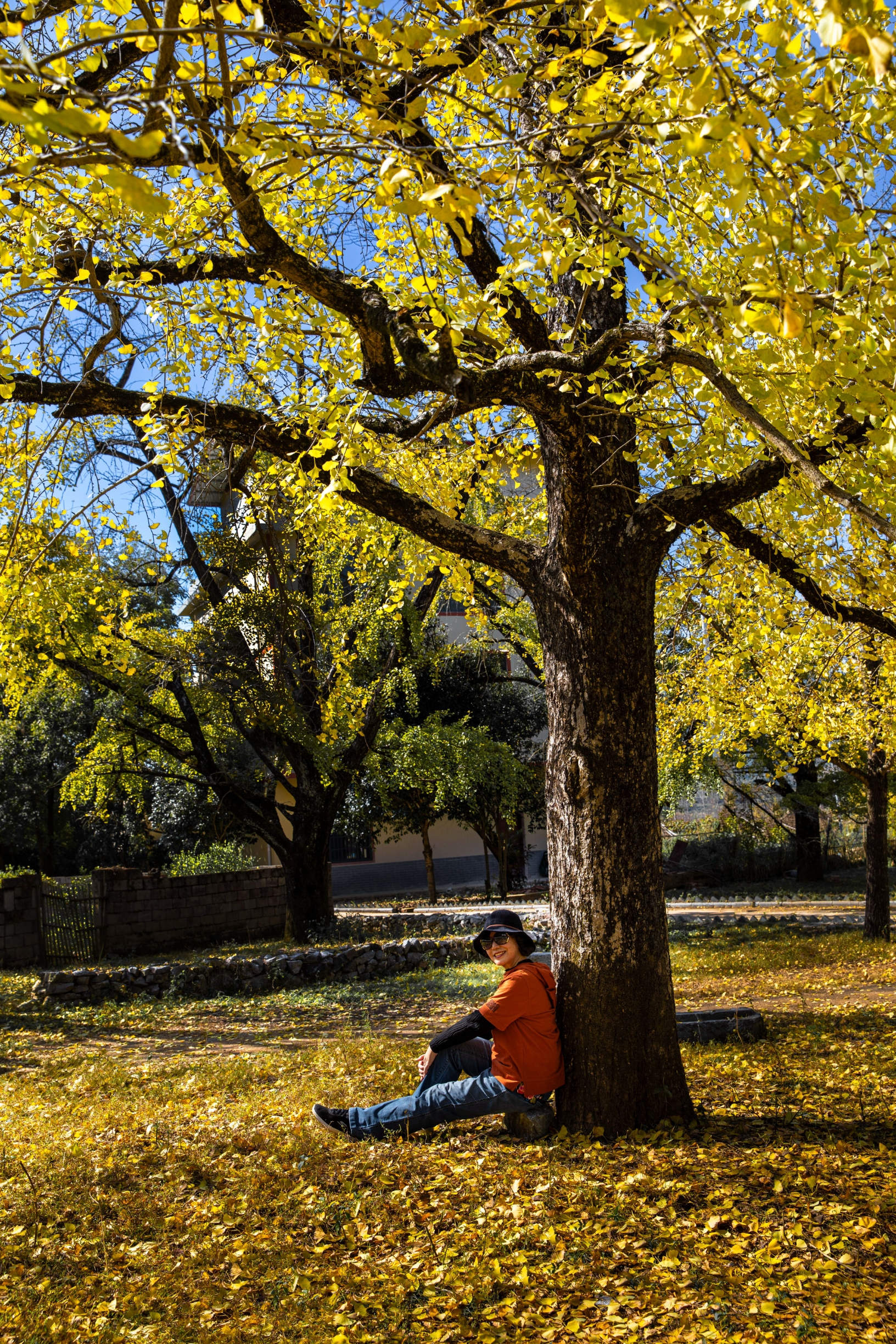 每年的秋冬时节，银杏总能凭借着自己温暖的色彩成为迷人秋色重最抢眼的那一个！广西桂林灵川县海洋乡，有一