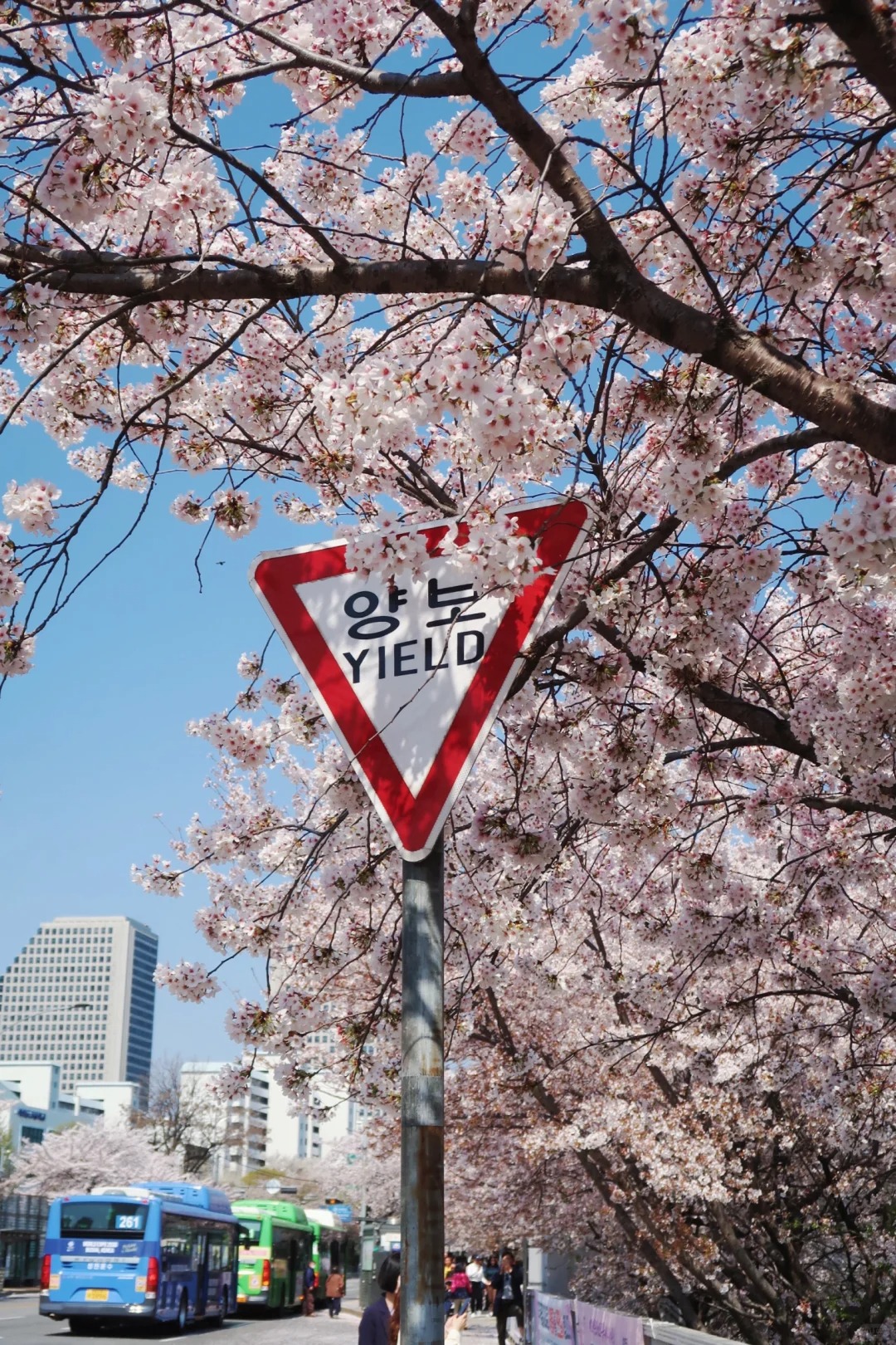 2024韩国首尔樱花季。