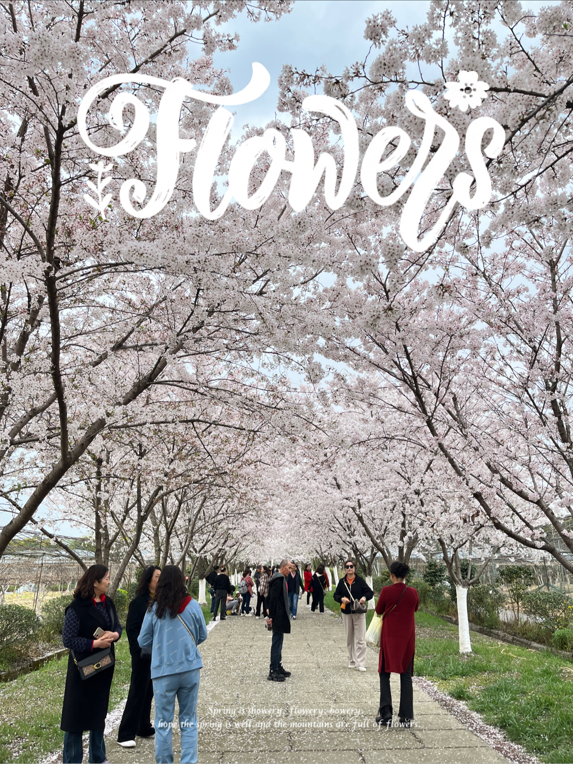 #最美樱花季 #那些小众又美好的地方  时间：2024年3月下旬 地点：四川省什邡市四季东城  