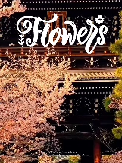 日本的樱花才是最好看的
