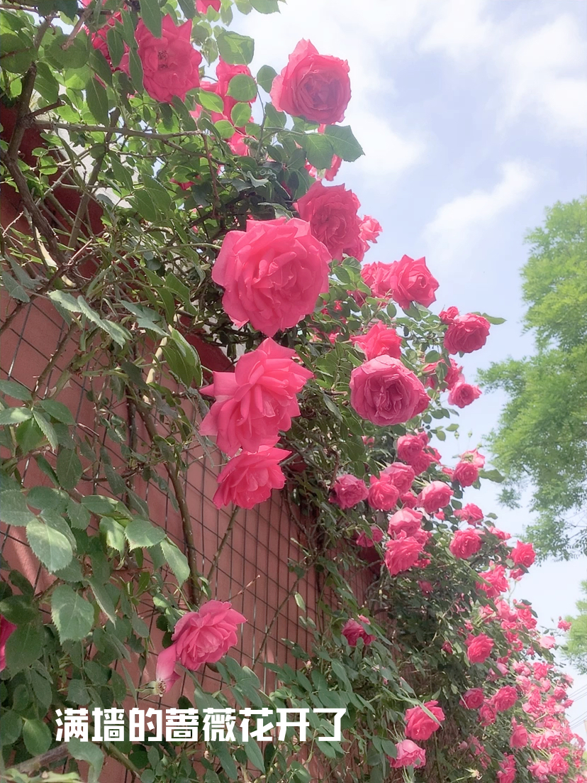 八中校园蔷薇花你来看了吗？