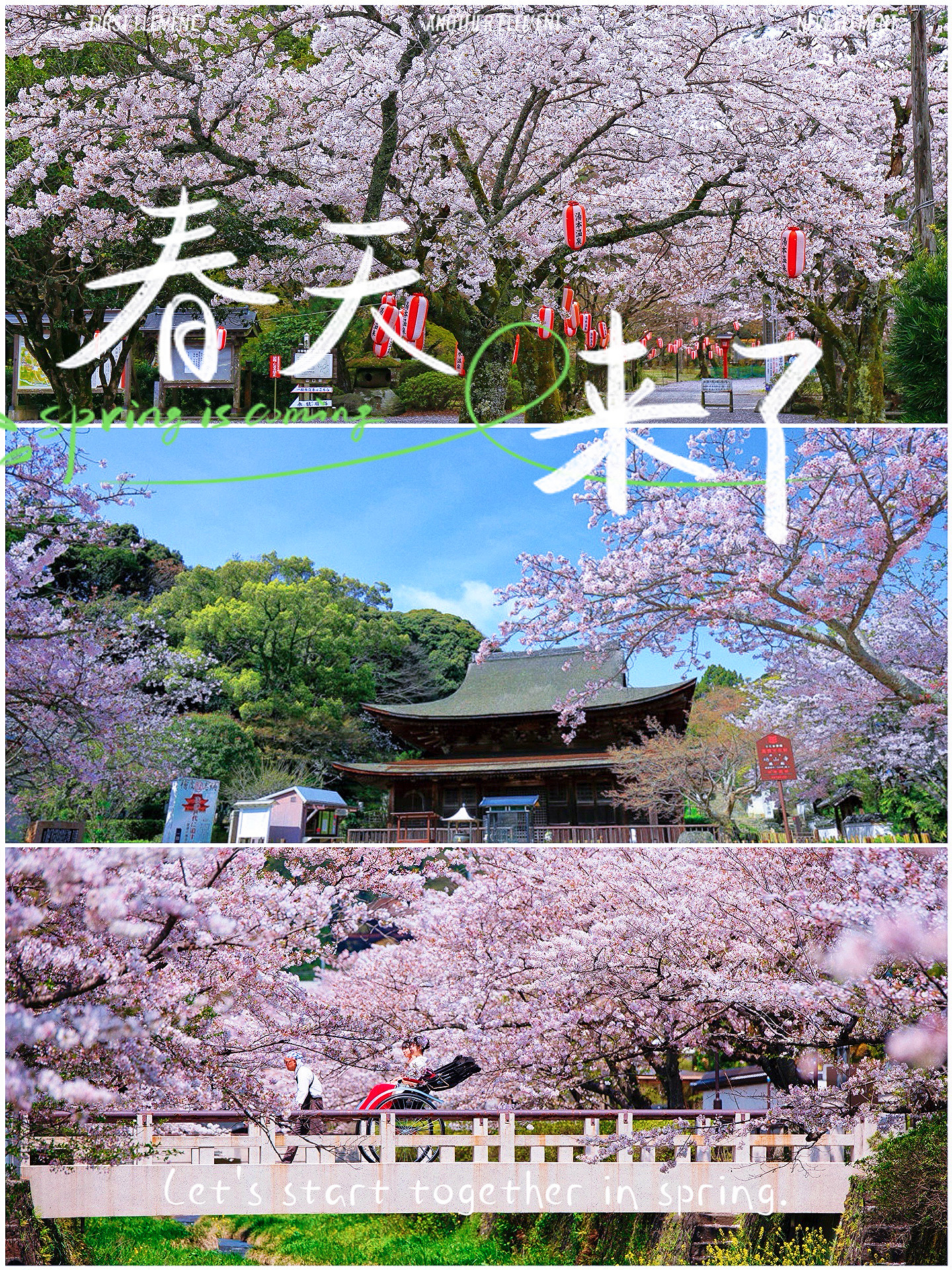日本山口县赏樱攻略：这些地方人少花朵超惊艳！