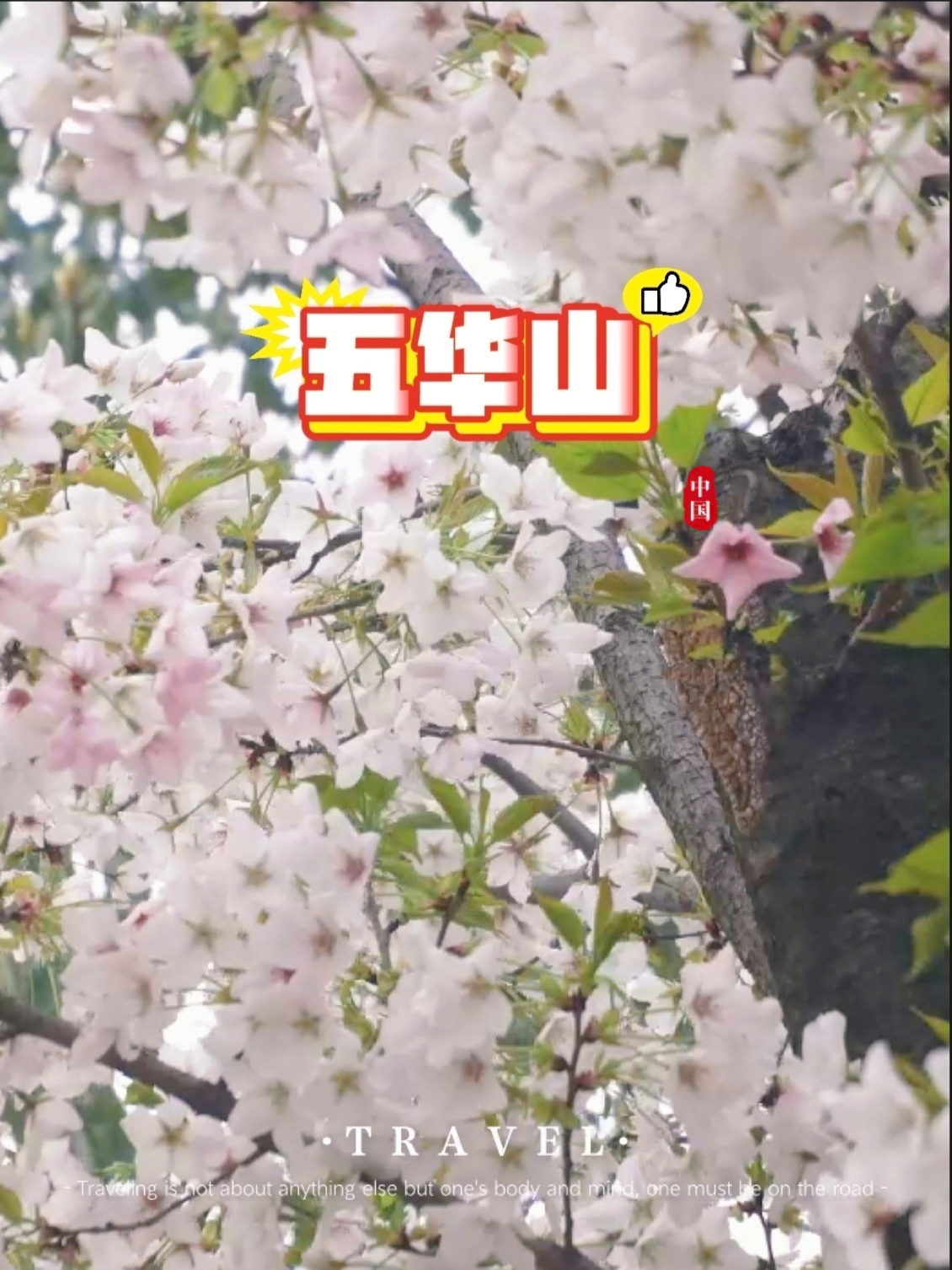 五华山 | 🌸春日赏花攻略🌸