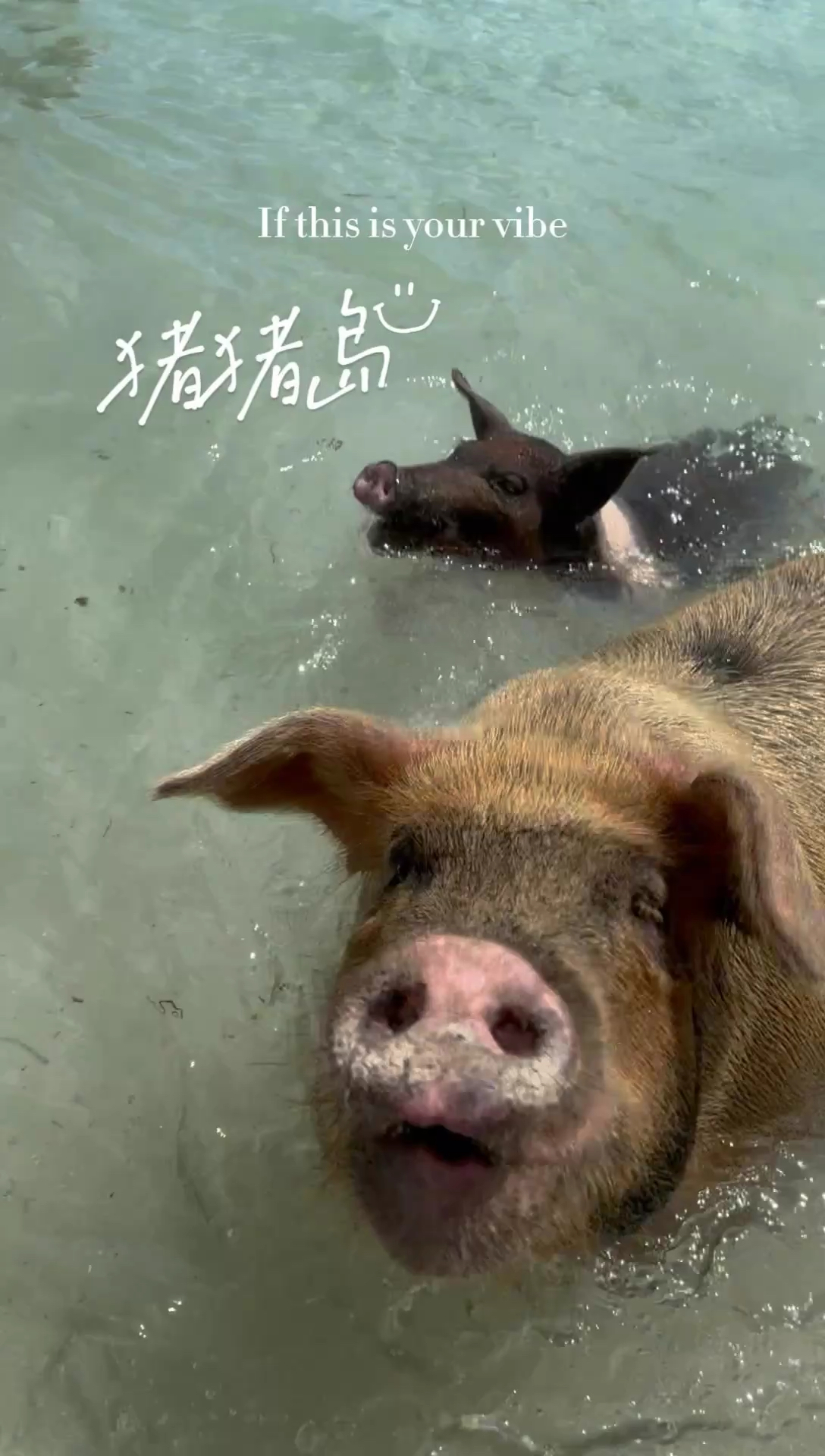巴哈马猪猪岛上的猪一定是世界上最幸福的猪