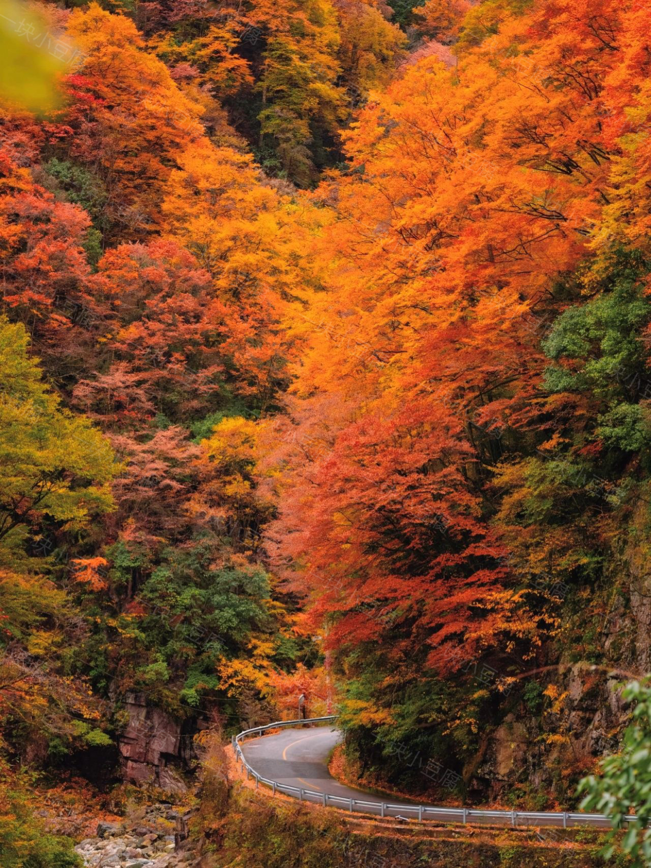 强烈安利‼️10月底一定要去光雾山🍁看红叶！