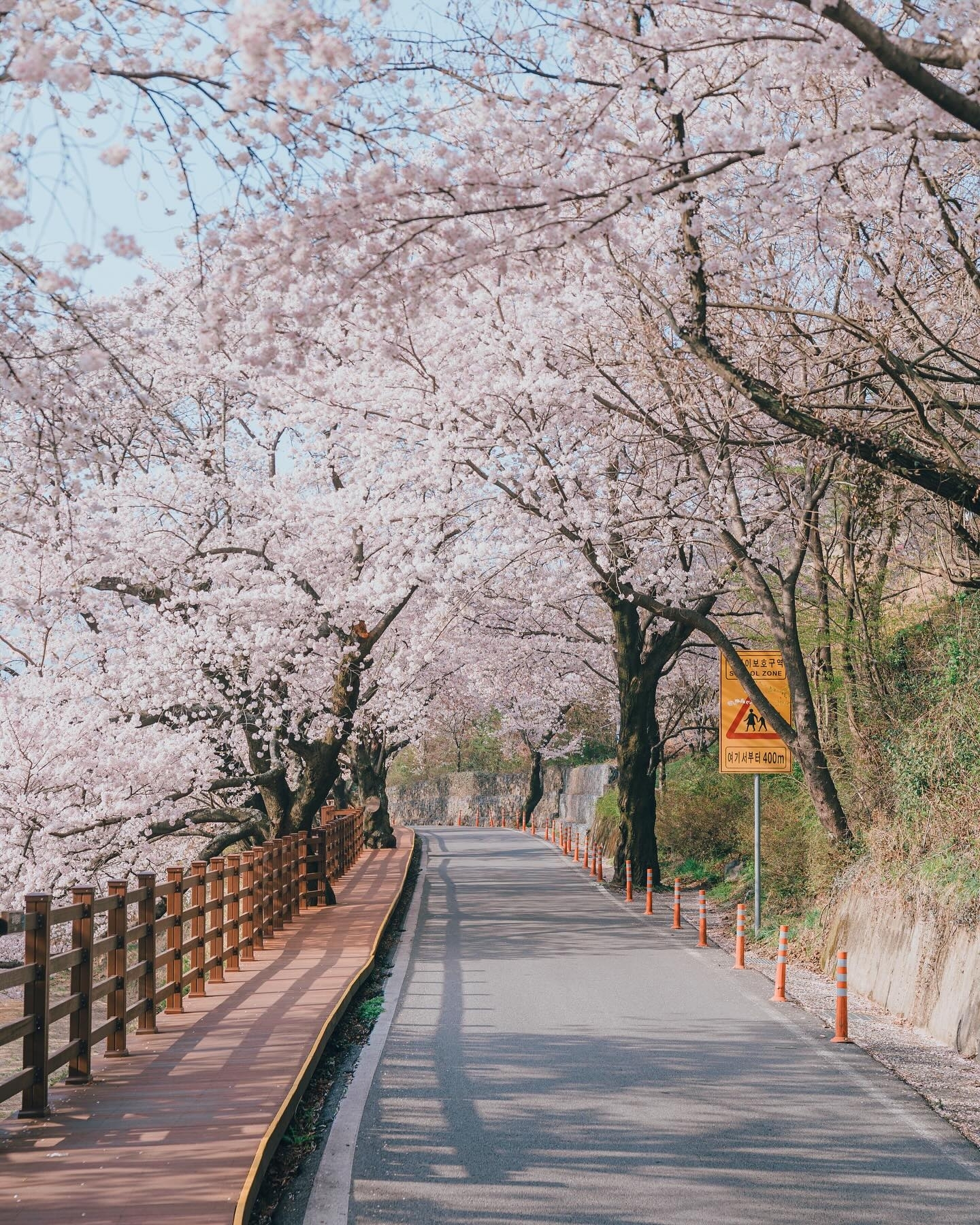 📜沐浴春光：探访河东樱花十里路🎉