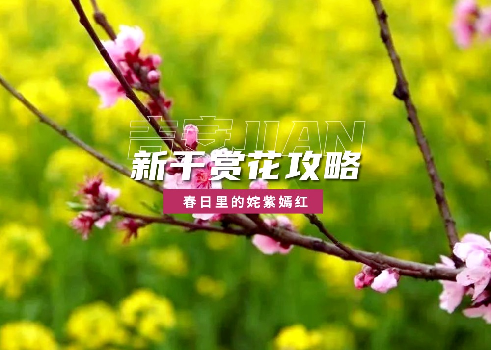 新干赏花攻略：春日里的姹紫嫣红🌸