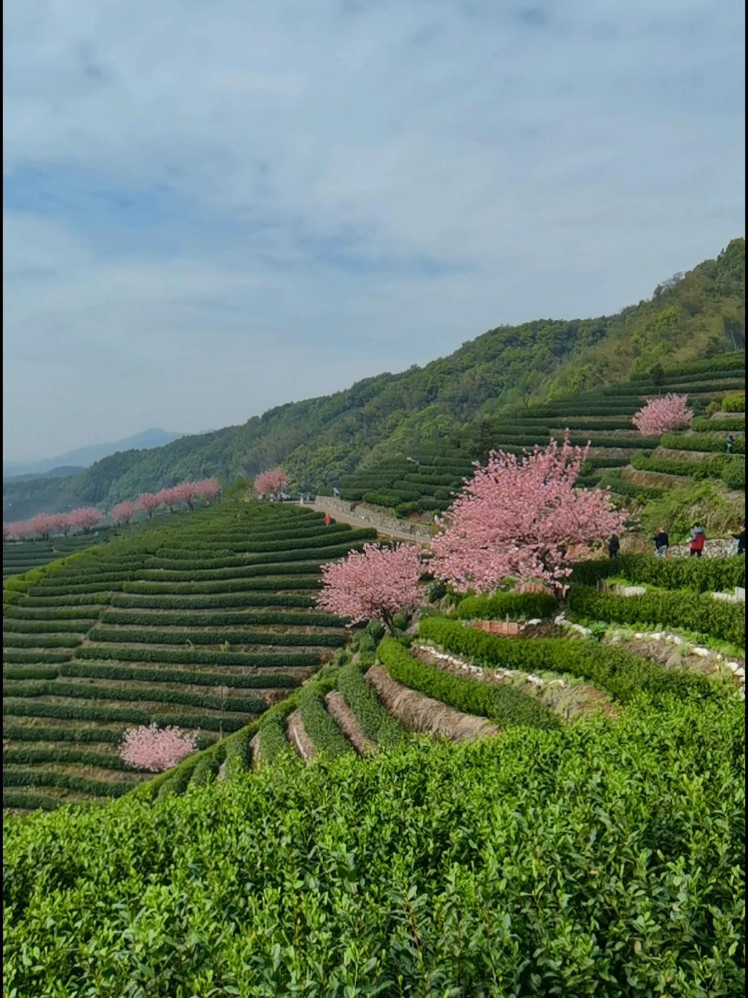 看一下拔山村的视频