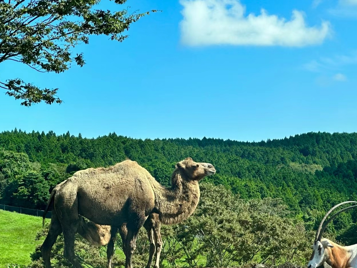 日本九州大分县的风景